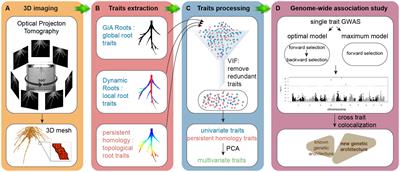 Topological data analysis expands the genotype to phenotype map for 3D maize root system architecture